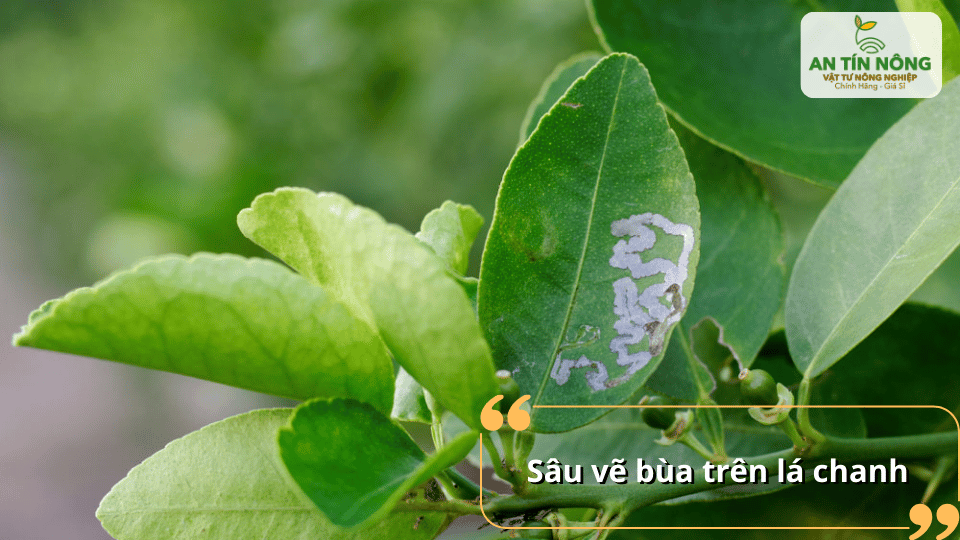 Sâu vẽ bùa gây hại lá non, làm giảm khả năng quang hợp và sinh trưởng.