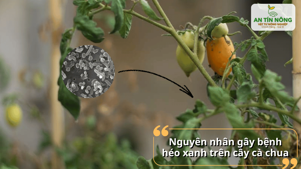 Các nguyên nhân chính và tác nhân vi khuẩn trong đất gây ra bệnh héo xanh ở cà chua.