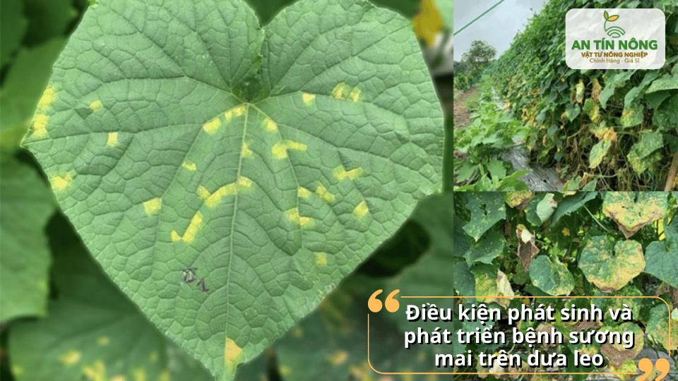 Độ ẩm cao, vườn rậm rạp, lá lâu khô sau mưa là điều kiện lý tưởng để nấm sương mai phát triển.