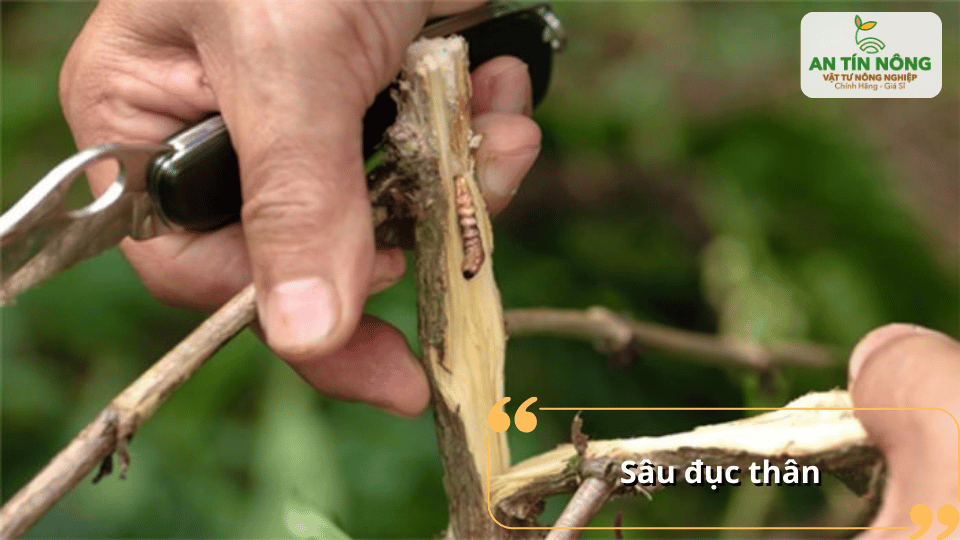 Sâu đục thân phá hoại cấu trúc cây, làm cành khô và giảm năng suất.