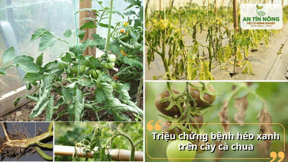 Nhận diện triệu chứng bệnh qua các biểu hiện như héo rũ đột ngột và phần mạch dẫn bên trong thân bị hóa nâu.