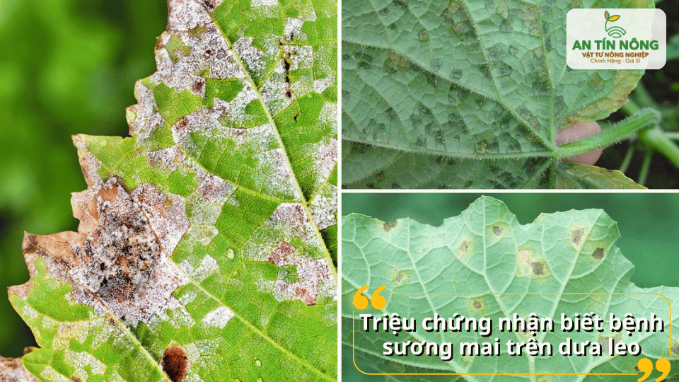 Mặt dưới lá xuất hiện lớp mốc trắng xám, lá dần khô cháy và rụng sớm.