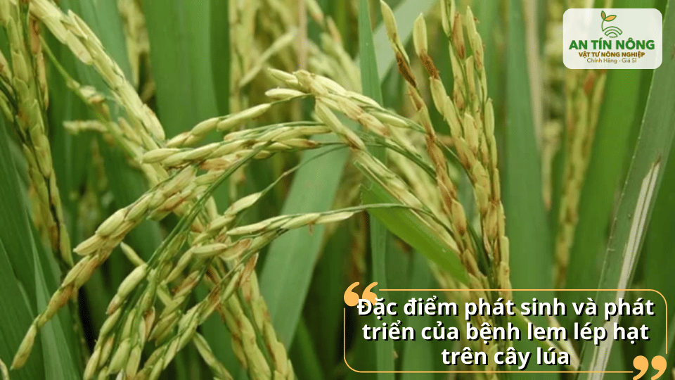 Đặc điểm phát sinh và quá trình phát triển của bệnh lem lép hạt qua từng giai đoạn sinh trưởng của cây.
