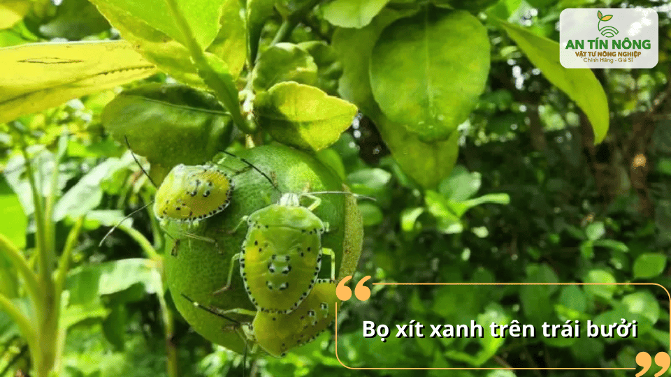 Bọ xít xanh chích hút nhựa trái, gây rụng và giảm chất lượng quả.
