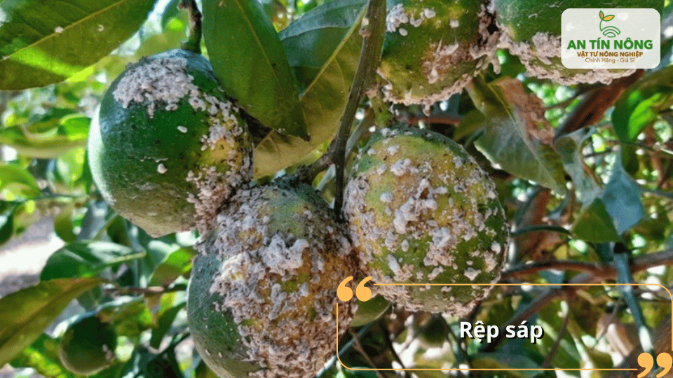 Rệp sáp gây hại trên trái và lá, làm giảm chất lượng và sức khỏe cây.