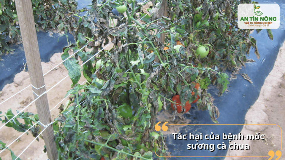 Tác hại nghiêm trọng của bệnh mốc sương làm cây héo rũ, cháy lá và chết dây hàng loạt.