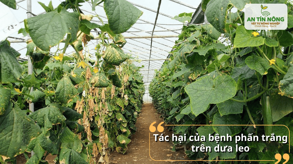 Những tác hại nghiêm trọng của bệnh phấn trắng làm cây khô lá, còi cọc và giảm năng suất thu hoạch.