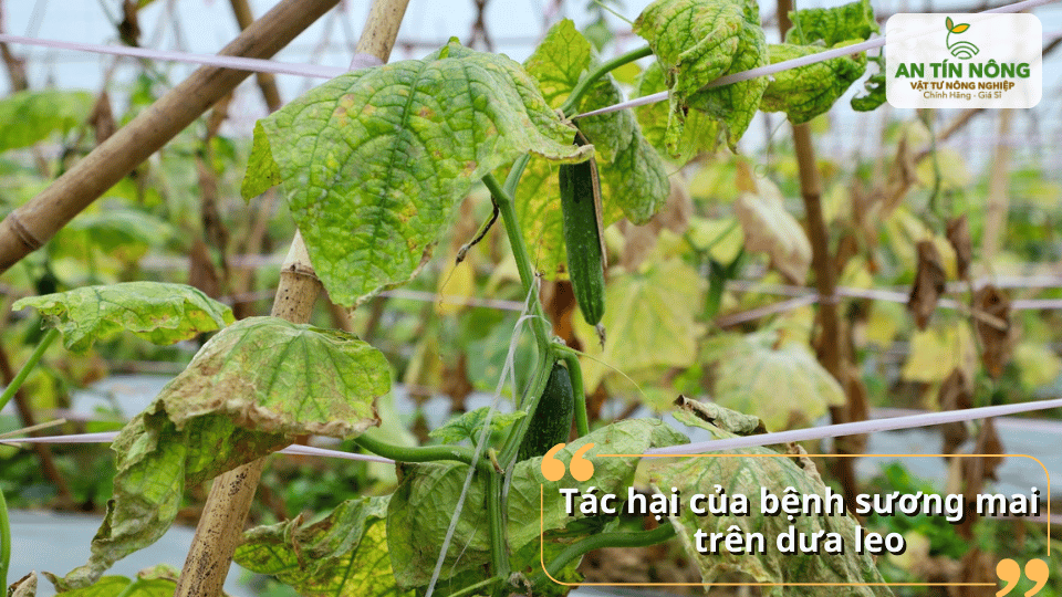 ệnh sương mai làm cây sinh trưởng kém, giảm năng suất và chất lượng trái rõ rệt.