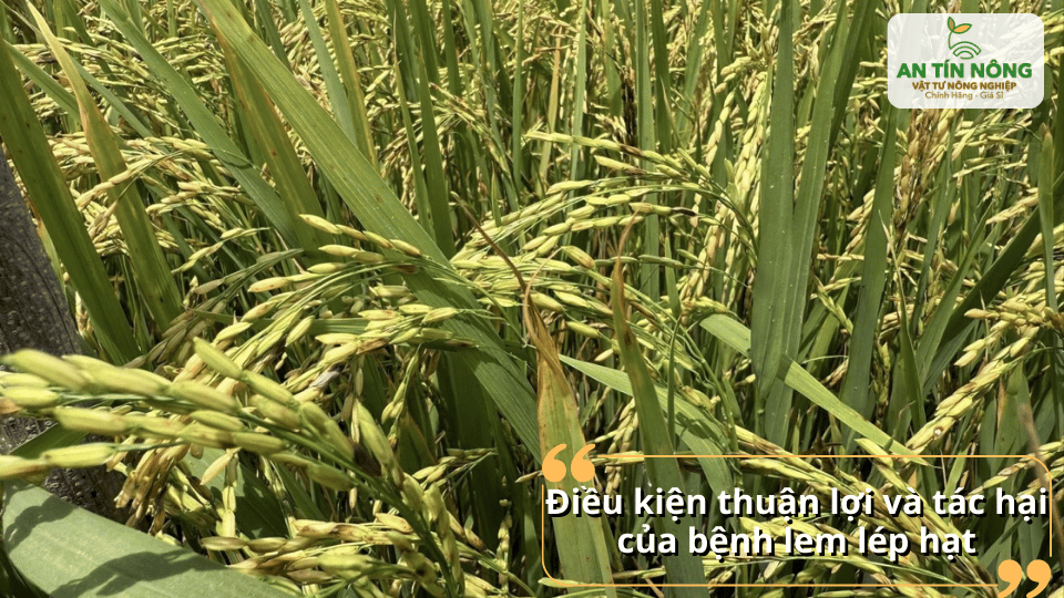 Những điều kiện thời tiết và môi trường thuận lợi khiến bệnh lem lép hạt bùng phát mạnh và gây hại.