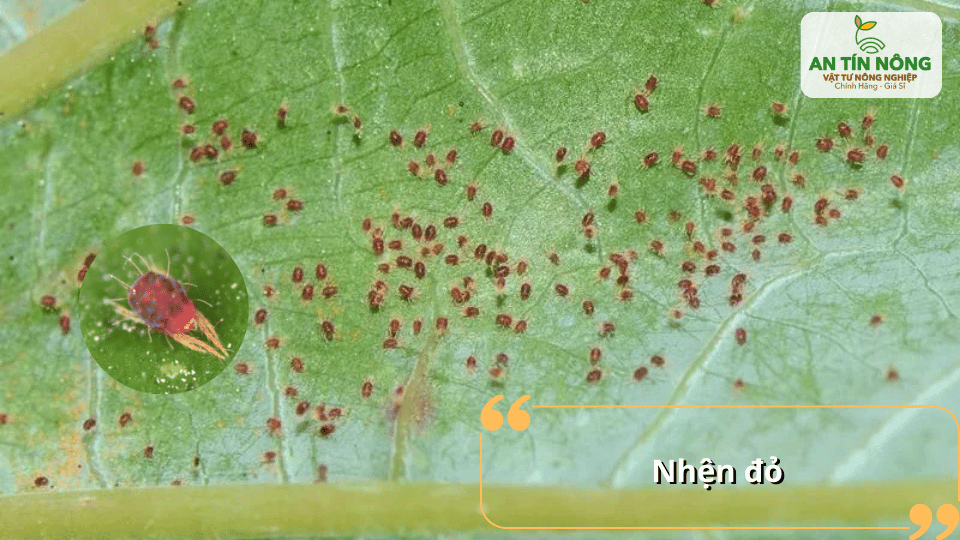 Nhện đỏ gây vàng lá, suy cây và ảnh hưởng đến quá trình phát triển.