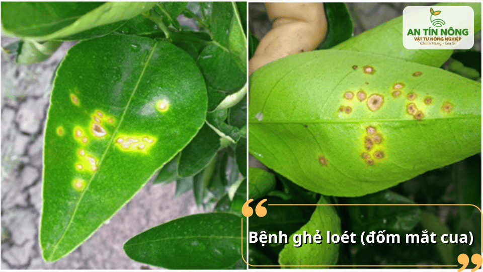 Bệnh ghẻ loét gây đốm trên lá và trái, ảnh hưởng đến năng suất và thẩm mỹ.