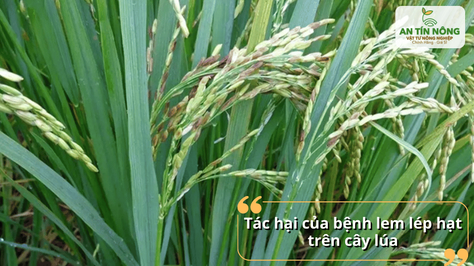 Tác hại nghiêm trọng của bệnh lem lép hạt làm giảm năng suất thu hoạch và chất lượng hạt gạo.