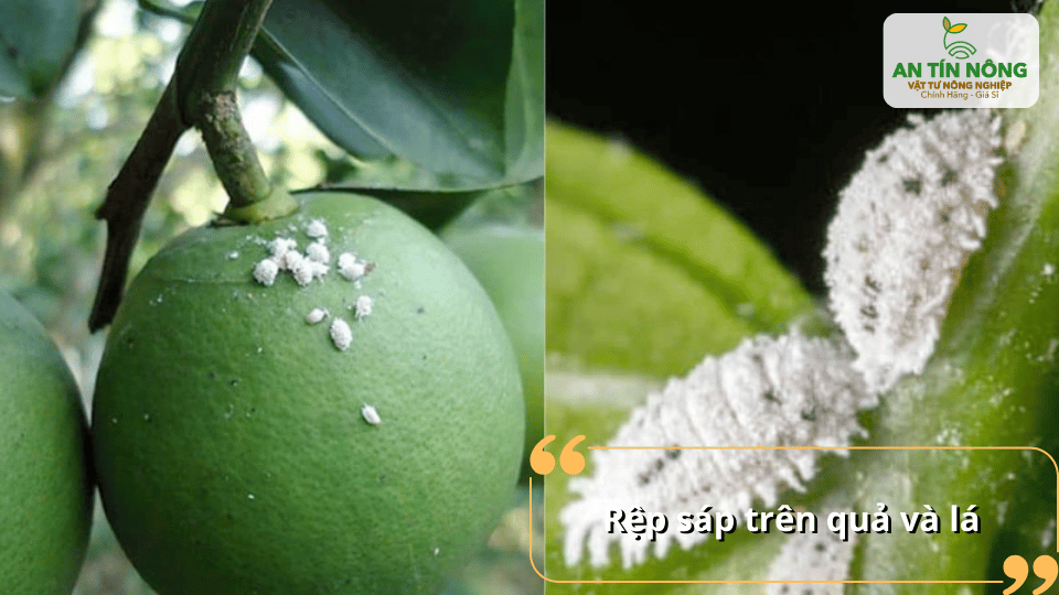 Rệp sáp bám trên lá và trái, làm suy yếu và lây lan bệnh cho cây.