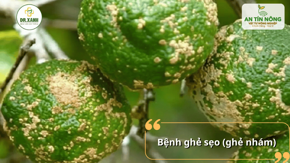 Bệnh ghẻ sẹo làm trái biến dạng, giảm giá trị thương phẩm.