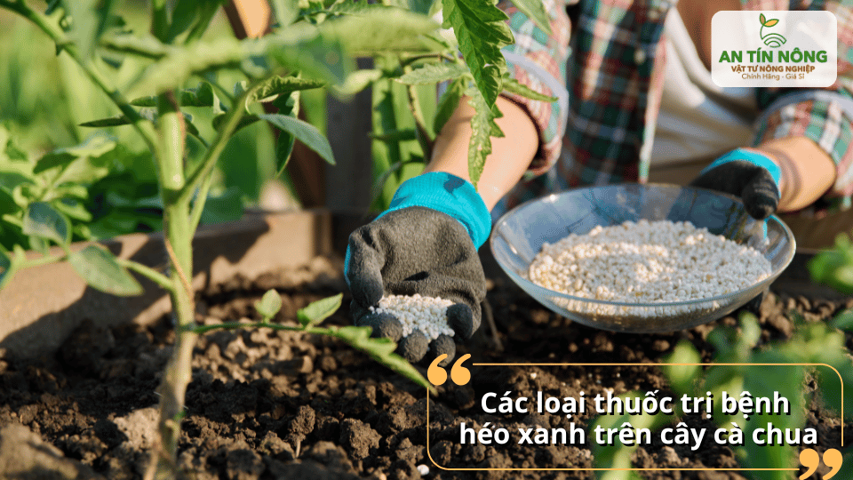 Sử dụng các loại thuốc và chế phẩm sinh học đặc trị để xử lý bệnh héo xanh hiệu quả.