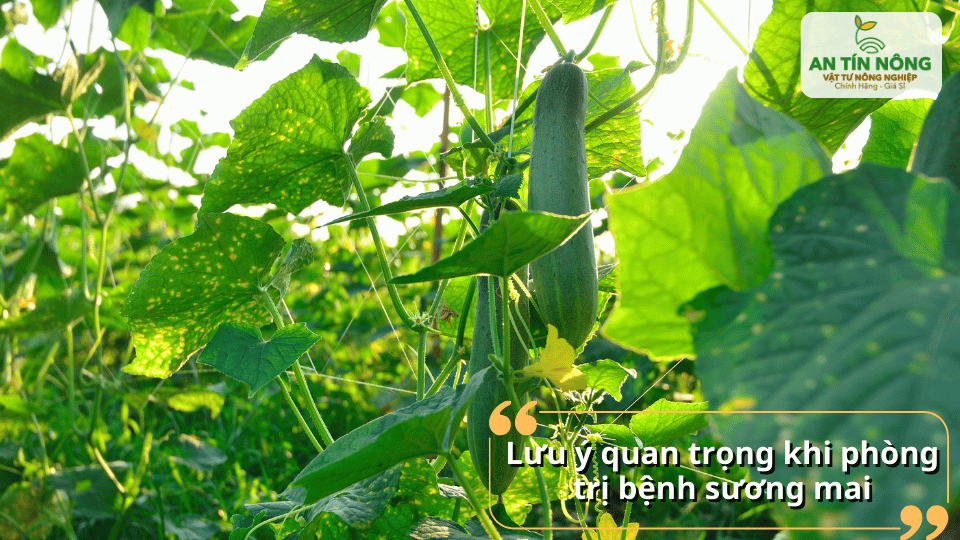 Phòng bệnh sớm, xử lý đúng thời điểm giúp hạn chế lây lan và tiết kiệm chi phí.