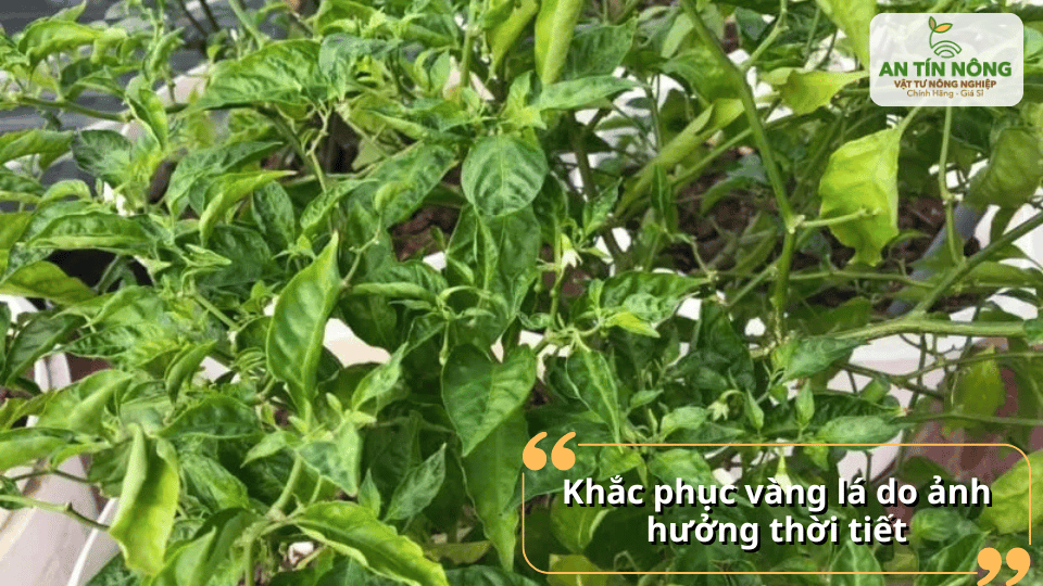 Thời tiết mưa nhiều, nắng gắt hoặc lạnh đột ngột làm cây sốc sinh lý, cần điều chỉnh chăm sóc để cây phục hồi