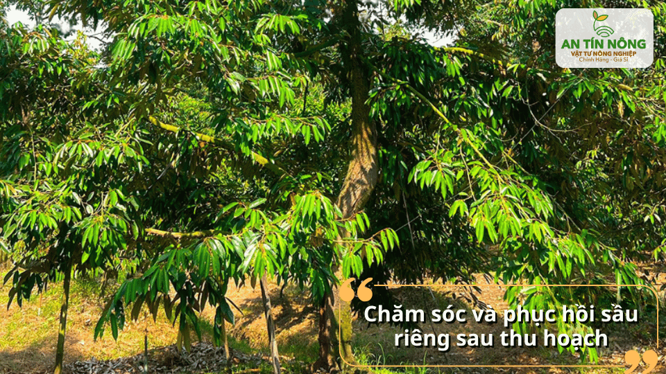 Sau thu hoạch cần phục hồi cây bằng cách bón phân, tỉa cành và chăm sóc dinh dưỡng hợp lý.