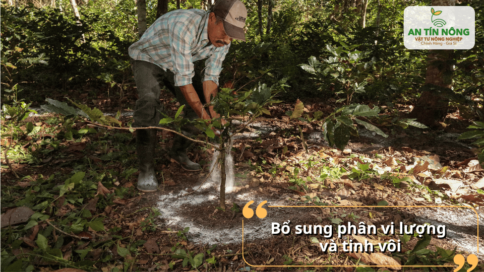 Bổ sung Canxi, Magie, Bo và kẽm giúp cây cứng cáp, lá xanh dày, hạn chế vàng lá và tăng khả năng hấp thu dinh dưỡng.