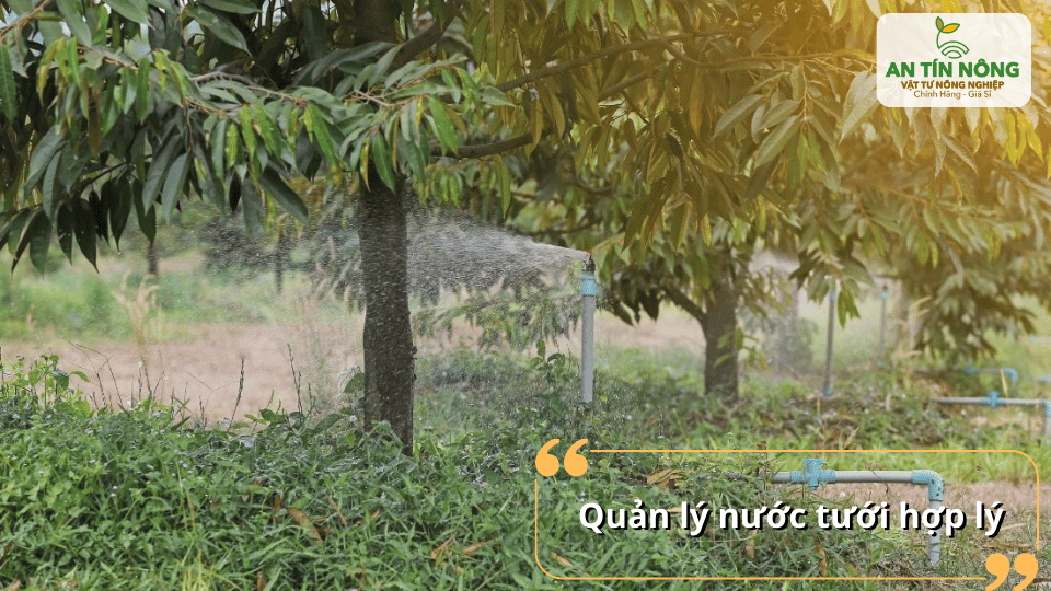 Quản lý nước tưới hợp lý giúp cây phục hồi và kích thích ra đọt non.