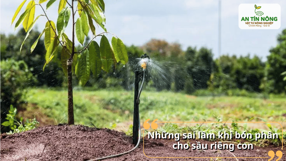 Hình ảnh minh họa những sai lầm thường gặp khi bón phân cho sầu riêng con như tưới quá nhiều hoặc bón sai vị trí