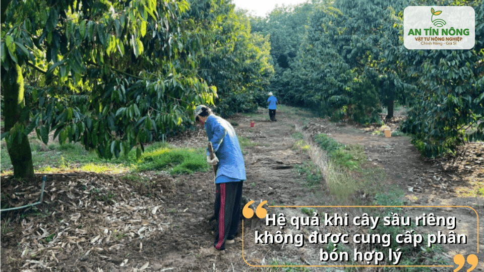 Bón phân sai cách khiến cây suy yếu, năng suất và chất lượng trái giảm.