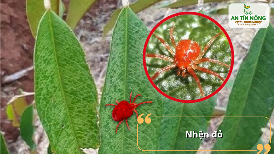 Nhện đỏ phát triển mạnh trong mùa khô, gây vàng lá, rụng lá và làm cây suy yếu nhanh chóng