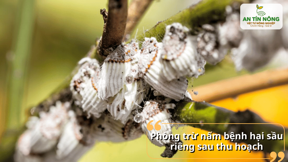 Phòng trừ sâu bệnh sau thu hoạch giúp bảo vệ sức khỏe vườn sầu riêng.