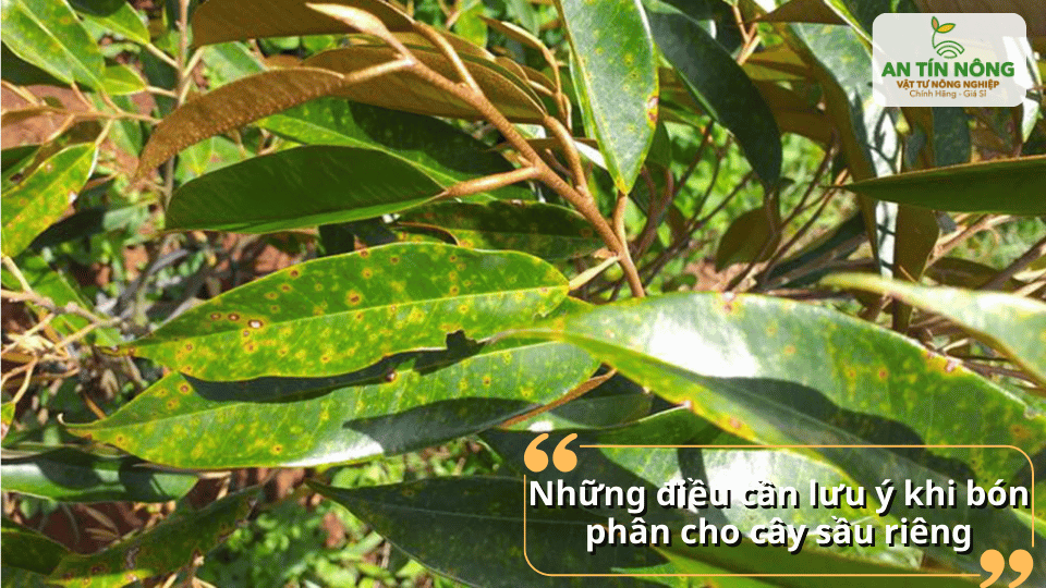 Lưu ý bón đúng liều lượng, đúng thời điểm để cây hấp thu hiệu quả.