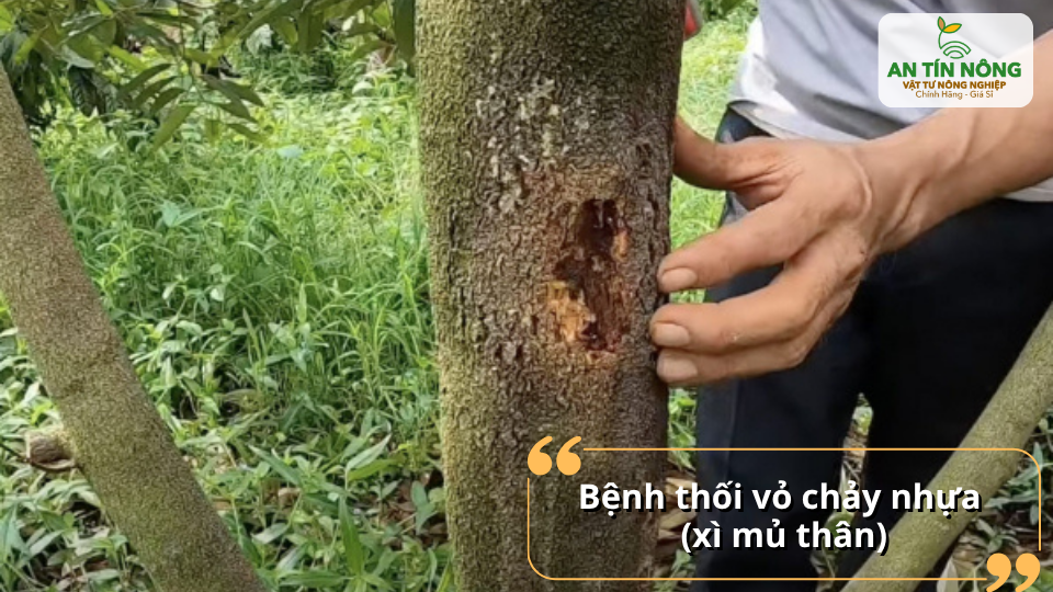 Bệnh do nấm Phytophthora gây ra, làm thân chảy nhựa, thối vỏ và có thể khiến cây chết nếu không xử lý kịp thời