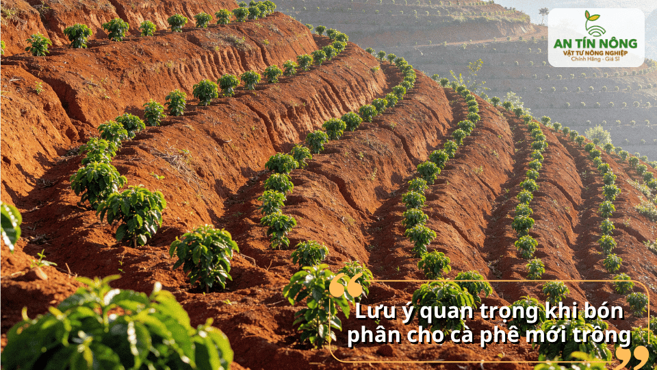 Không bón quá sát gốc, không bón khi đất quá khô và luôn tưới đủ ẩm sau khi bón để tránh cháy rễ.