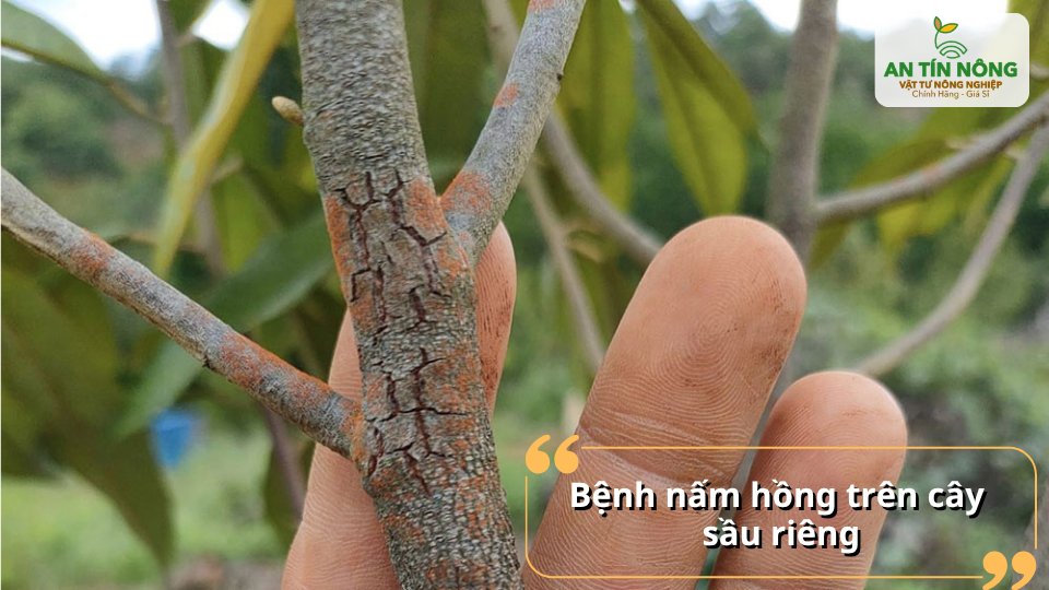 Nấm hồng làm khô cành, chết nhánh và lan nhanh trong điều kiện ẩm độ cao