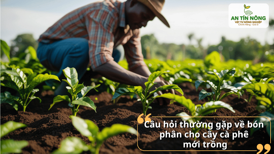 Tùy điều kiện đất và thời tiết, thường chia 3–4 đợt trong năm đầu để cây phát triển tốt nhất.