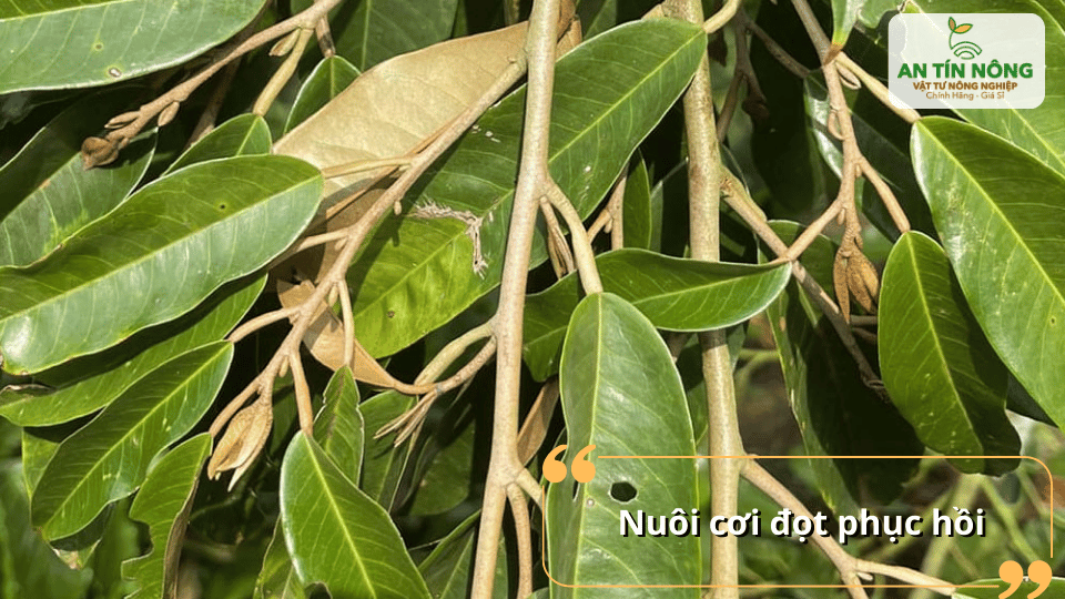 Nuôi cơi đọt phục hồi giúp cây tích lũy dinh dưỡng cho vụ hoa trái mới.