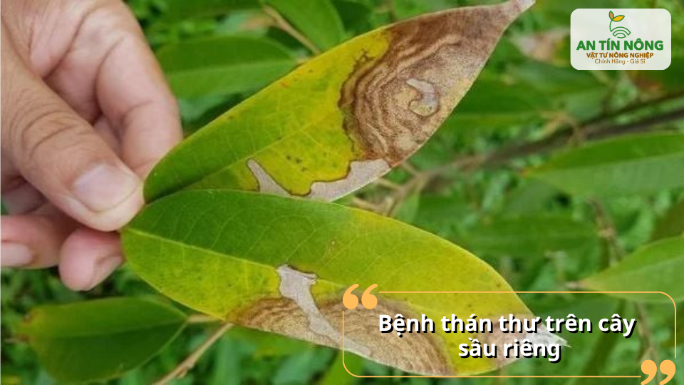 Bệnh gây đốm cháy trên lá, làm giảm diện tích quang hợp và ảnh hưởng đến sinh trưởng của cây