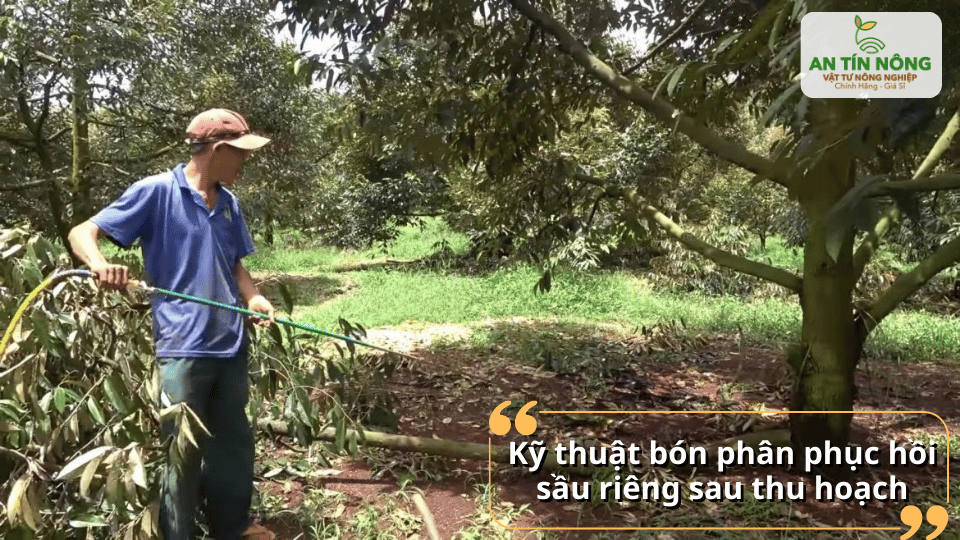 Kỹ thuật bón phân phục hồi đúng cách giúp tăng sức đề kháng cho cây.