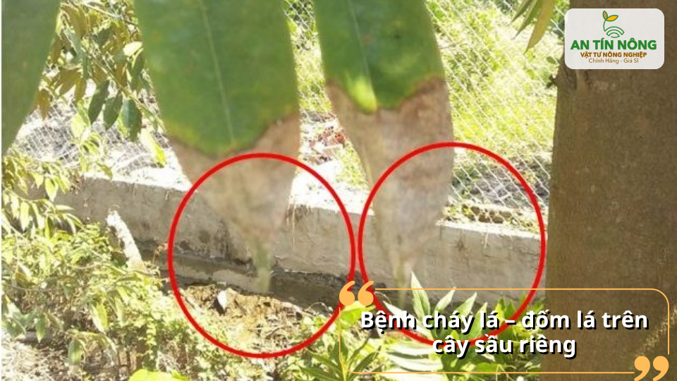 Bệnh gây đốm cháy trên lá, làm giảm diện tích quang hợp và ảnh hưởng đến sinh trưởng của cây