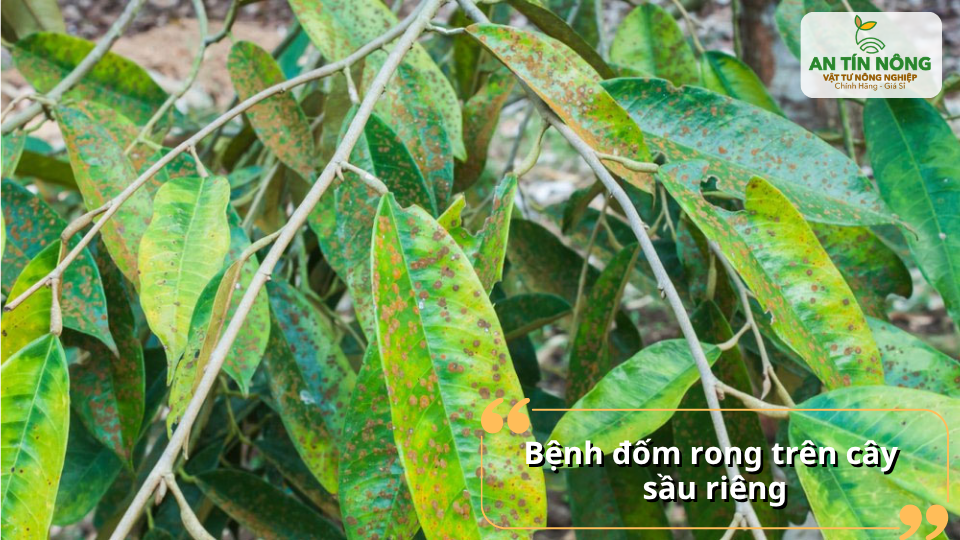 Rong ký sinh tạo các đốm màu cam trên lá, cành, làm giảm sức sống và sinh trưởng của cây