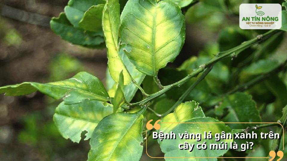 Bệnh vàng lá gân xanh là một trong những bệnh nguy hiểm ảnh hưởng lớn đến năng suất cây có múi.