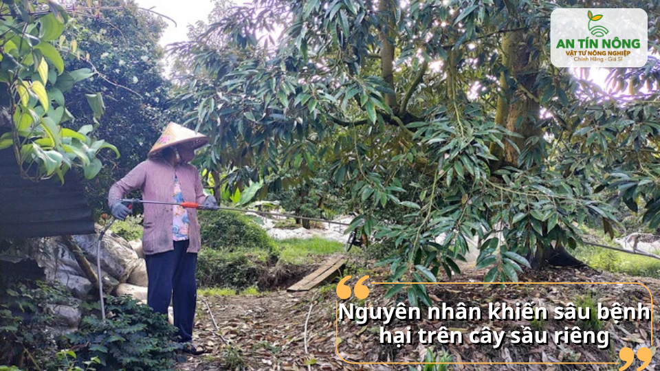 Nguyên nhân do điều kiện thời tiết, độ ẩm cao, vườn rậm rạp và chăm sóc chưa đúng kỹ thuật.