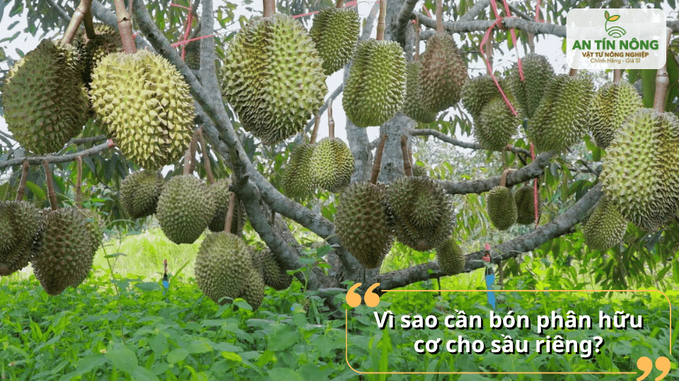 Phân hữu cơ giúp cải tạo đất, tăng độ tơi xốp và bổ sung dinh dưỡng bền vững cho cây sinh trưởng ổn định.