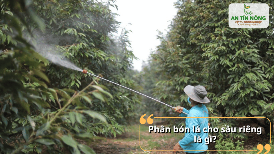 Phun phân bón lá cho vườn sầu riêng giúp bổ sung dinh dưỡng nhanh qua lá.