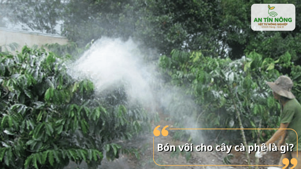 Bón vôi cho cà phê giúp cân bằng pH đất và hỗ trợ cây hấp thu dinh dưỡng tốt hơn.