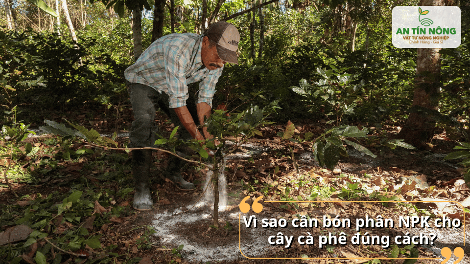 Bổ sung NPK hợp lý giúp cây cà phê hấp thu dinh dưỡng tốt và sinh trưởng khỏe.