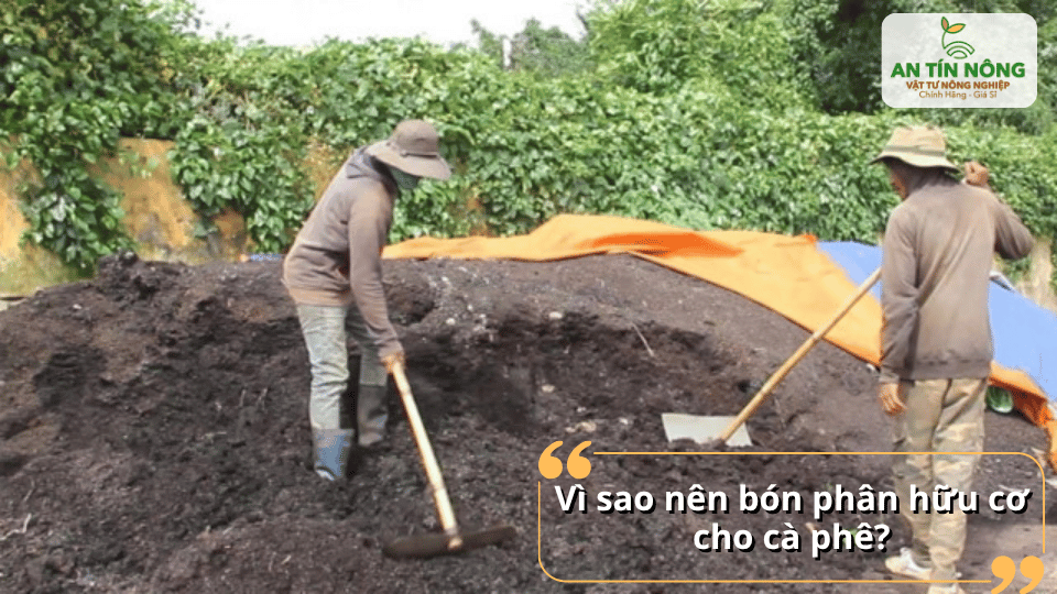 Vì sao nên sử dụng phân hữu cơ cho cà phê? Giải pháp nuôi đất – khỏe cây lâu dài.
