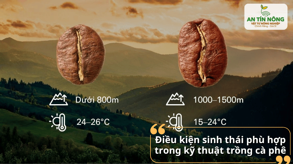 Cà phê phát triển tốt nhất khi trồng đúng độ cao và nhiệt độ phù hợp.