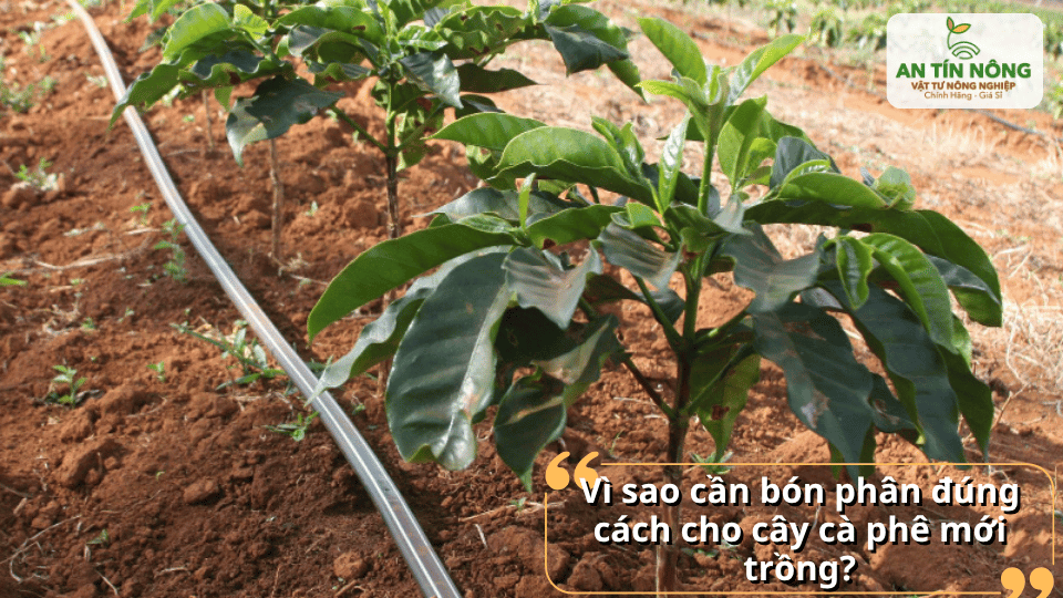 Giai đoạn mới trồng là lúc cây cà phê cần dinh dưỡng ổn định để phục hồi rễ, phát triển thân lá