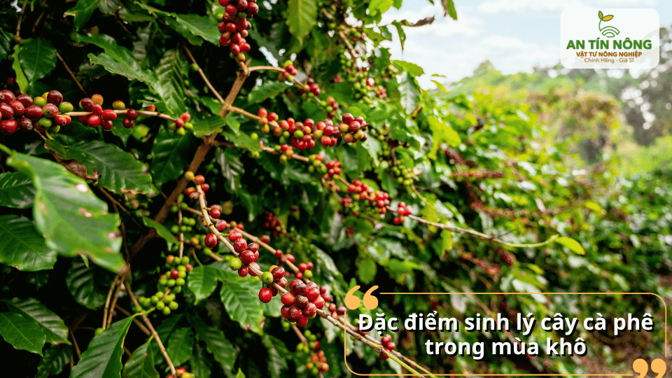 Mùa khô là giai đoạn cây cà phê cần được phục hồi sức sinh trưởng, nuôi trái và chuẩn bị cho vụ mới.