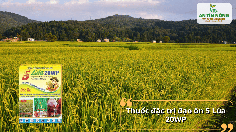 5 Lúa 20WP – giải pháp đặc trị đạo ôn hiệu quả giúp bảo vệ năng suất lúa