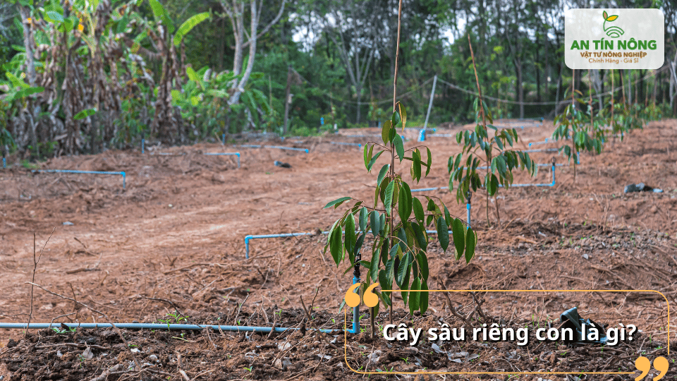Cây sầu riêng con là giai đoạn quan trọng quyết định năng suất và tuổi thọ vườn cây.